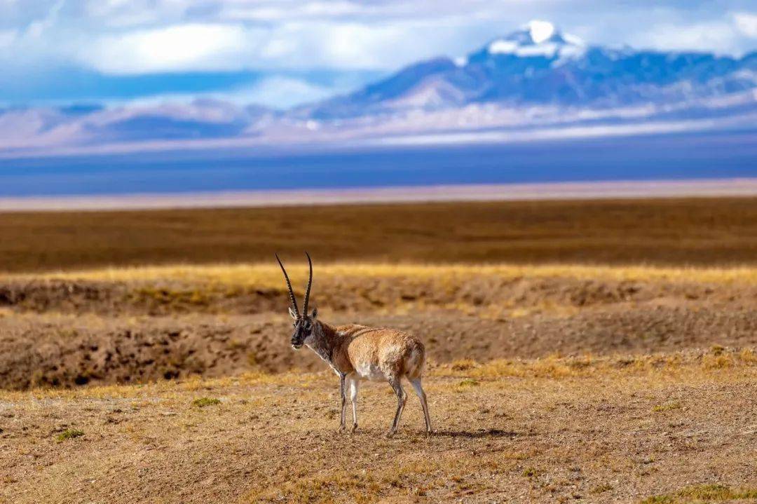 {賭馬}(可可西里电影在线观看完整版)