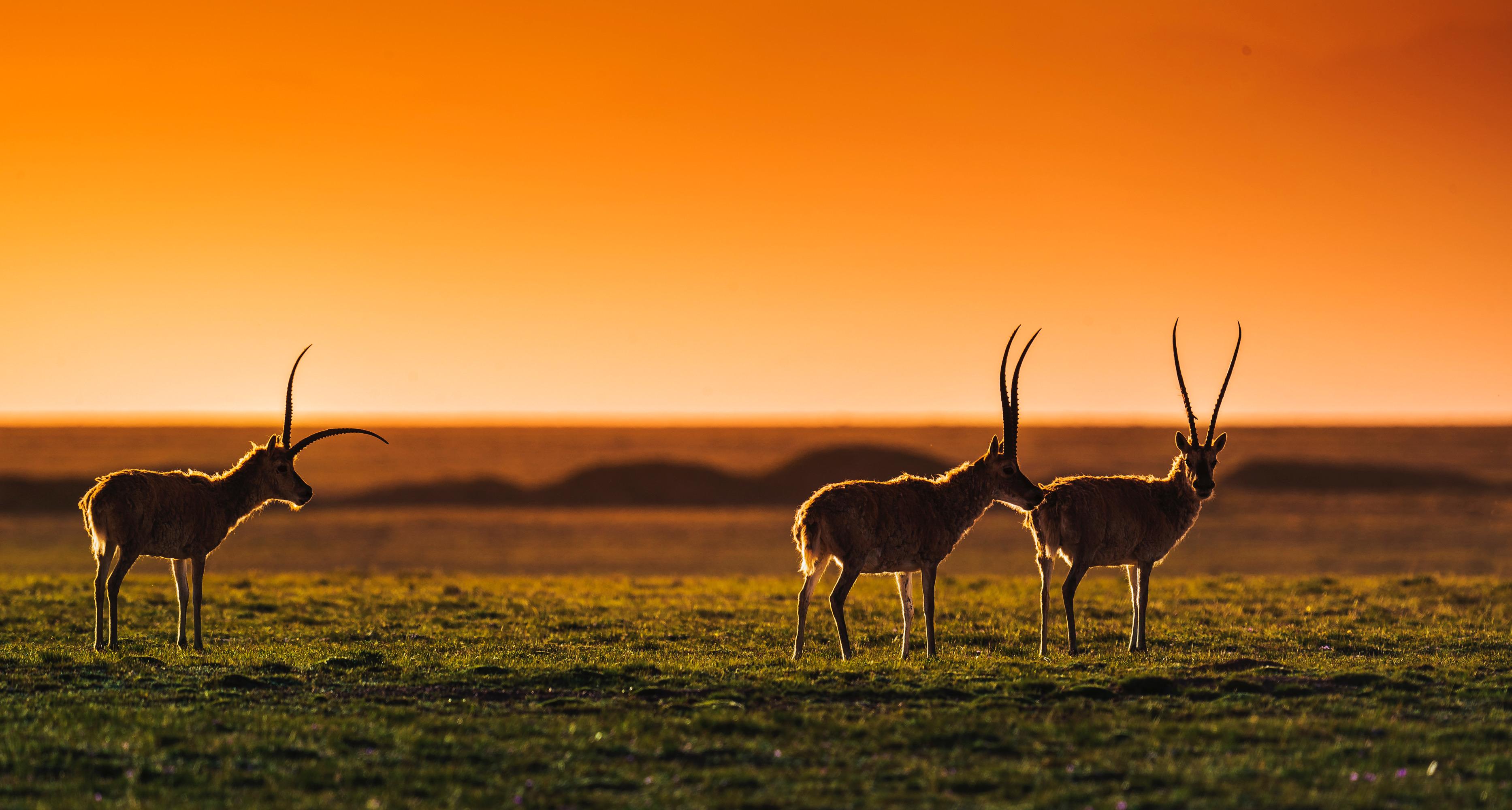 {賭馬}(可可西里电影在线观看完整版)